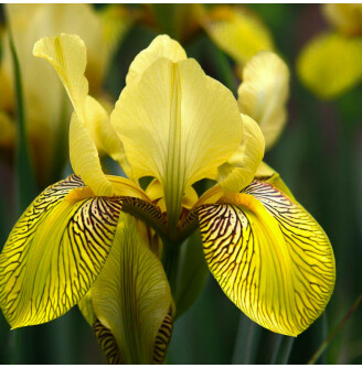 Ирис болотный 'Variegata'