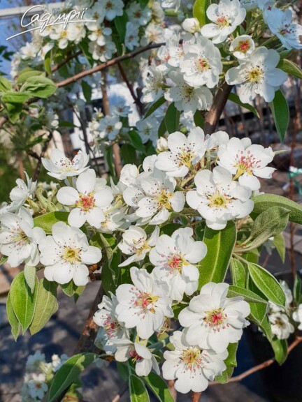 Груша Каллериана 'Chanticleer' - 4 Груша Каллериана 'Chanticleer' - 4