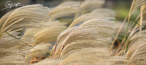 Мискантус китайский 'Graziella', C3 - - 7