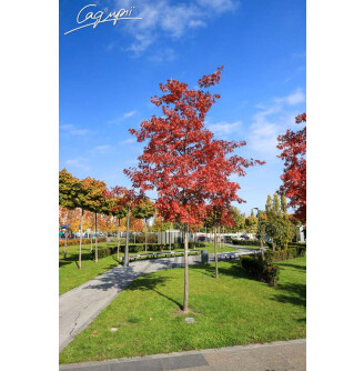 Дуб шарлаховий