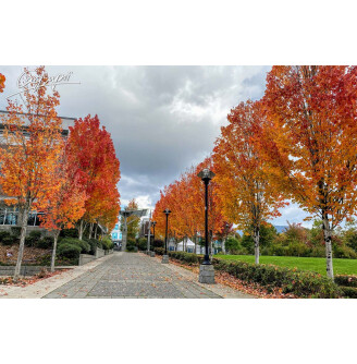 Груша Каллеріана 'Redspire'