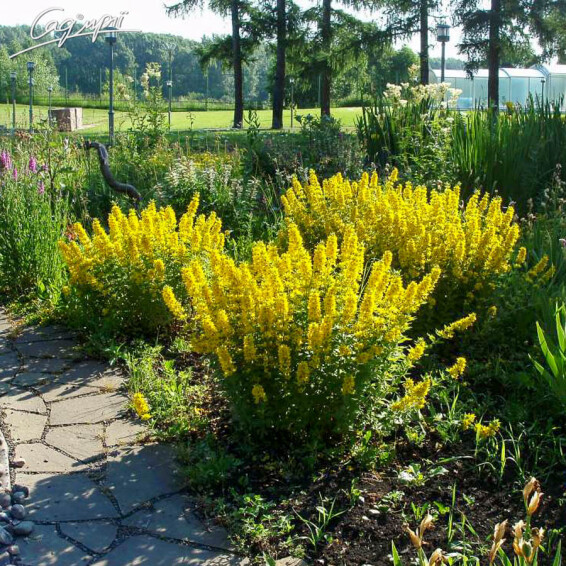 Вербозілля плямисте - 8 Вербозілля плямисте - 8