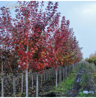 Клен червоний 'Red Sunset'