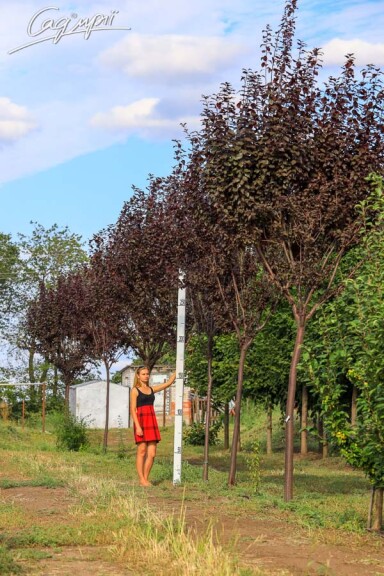 Слива розчепірена 'Pissardii' #9, WRB 20--25 400-450 St. 225 - 6 Слива розчепірена 'Pissardii' #9, WRB 20--25 400-450 St. 225 - 6