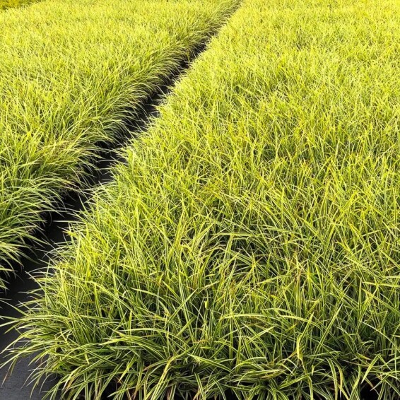 Осока Моррова 'Goldband' - 3 Осока Моррова 'Goldband' - 3