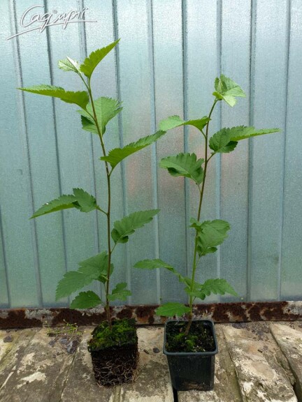 Горобина середня (скандинавська) #2, WRB 16--18 300-350 St. 1/2 - 4