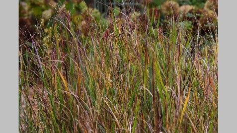 Просо 'Heavy Metal' - отличный акцент для сада
