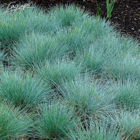 Костриця сиза 'Elijah Blue', C2 - - 3