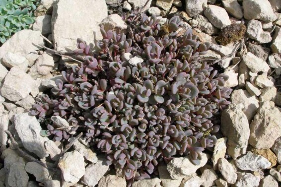 Очиток синій - 1