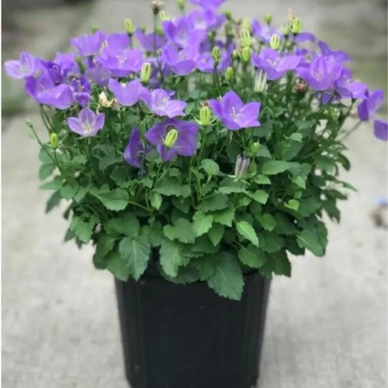 Дзвоник карпатський - 5