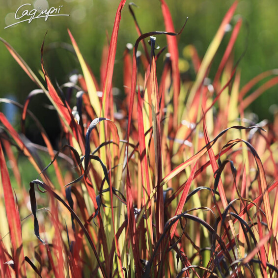 Императа цилиндрическая 'Red Baron' - 10