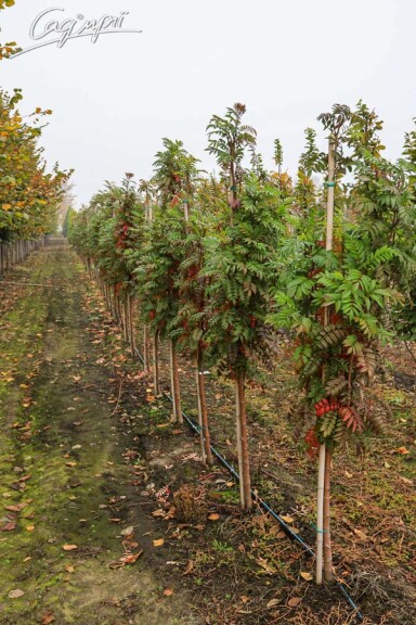 Горобина звичайна 'Autumn Spire' - 5