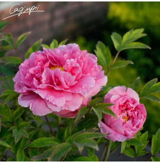 Півонія трав'яниста 'Pink'