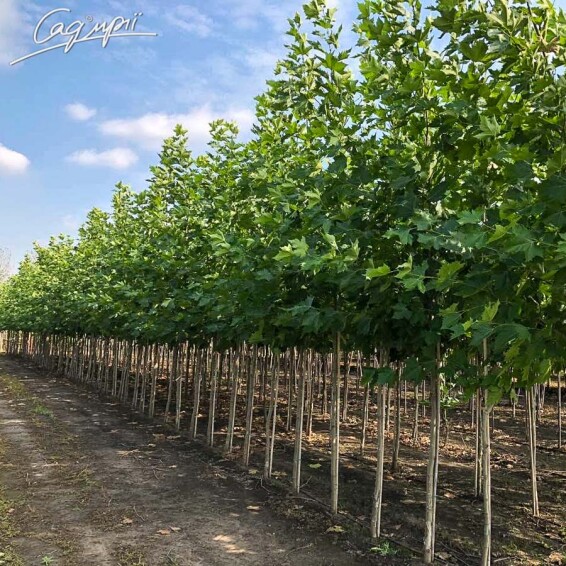 Платан кленолистий - 5