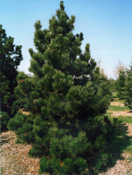 Сосна білокора - 1