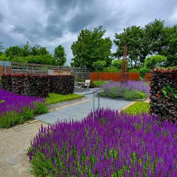 Шалфей дубравный 'Ost Friesland' - 2