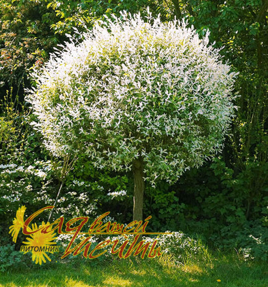 Ива цельнолистная 'Hakuro-nishiki' - 1