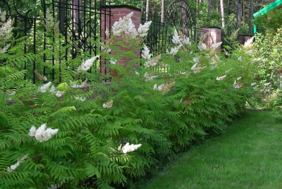 Горобиник горобинолистий - 2