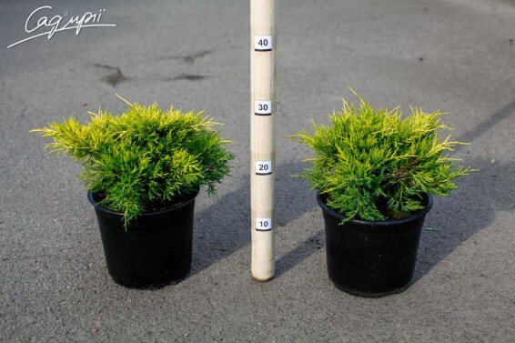 Можжевельник средний 'Blound' - 2