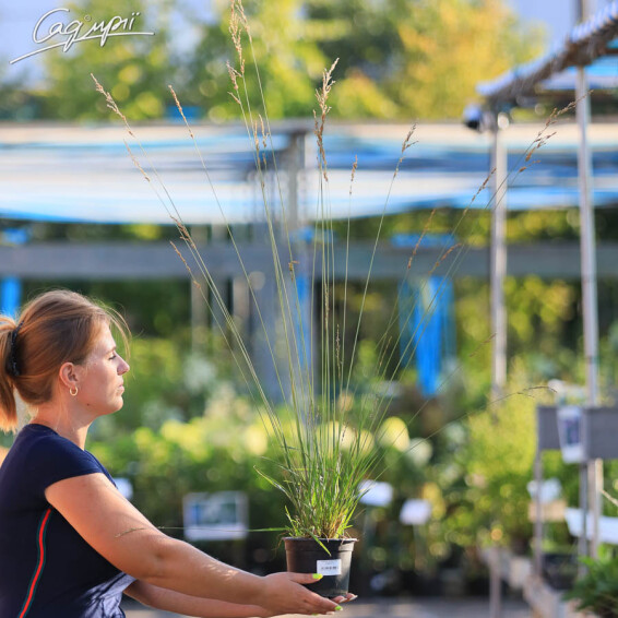 Молиния голубая 'Edith Dudszus', C1.5 - - 4 Молиния голубая 'Edith Dudszus', C1.5 - - 4