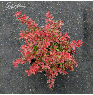 Барбарис Тунберга 'Golden Ring'