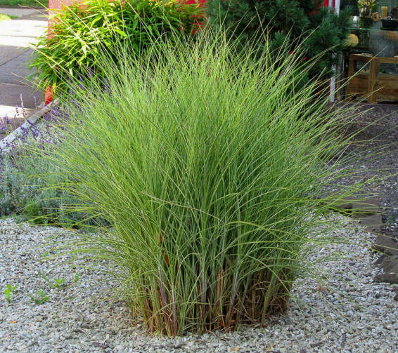 Мискантус китайский 'Morning Light', C3 - - 4