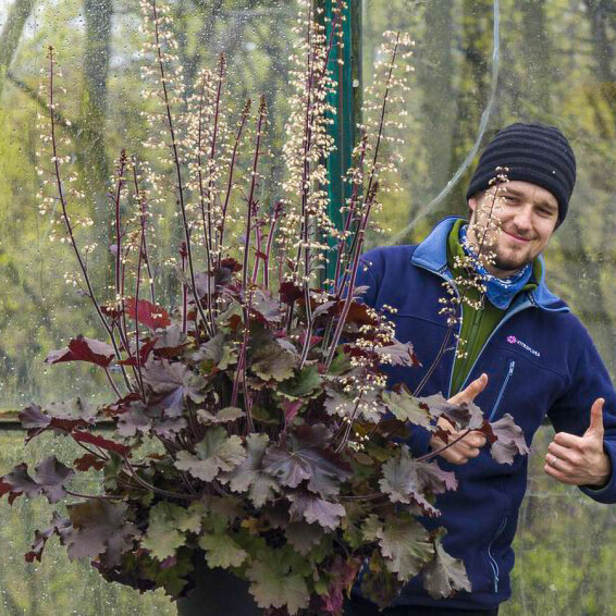 Гейхера 'Rex Red® PBR', ГК - - 3