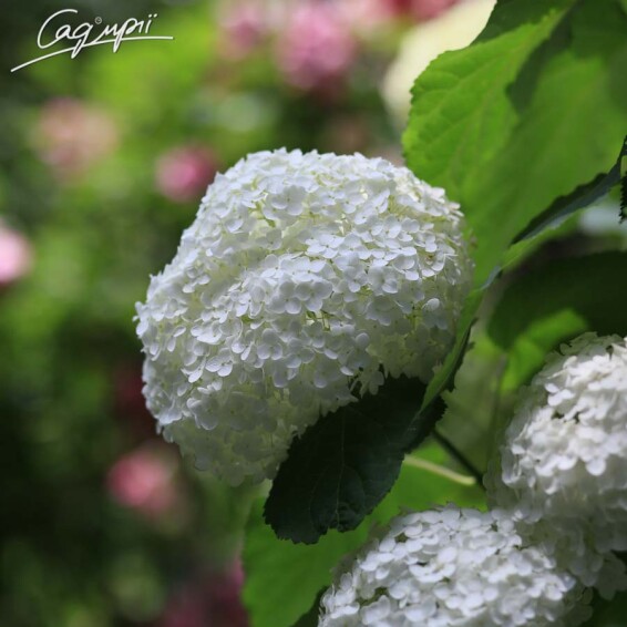 Гортензия древовидная 'Annabelle' #3, C3 - - 3