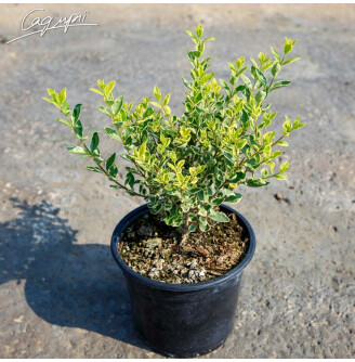 Бирючина обыкновенная 'Argenteovariegata'