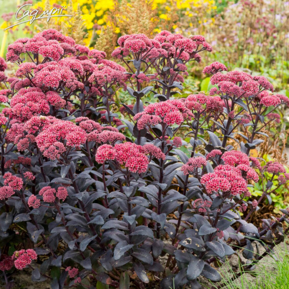 Очиток гібридний 'Jose Aubergine' ® - 1