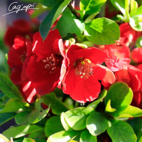 Айва прекрасна 'Fire Dance' - 1