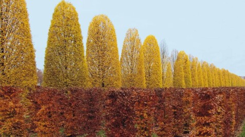 Грабы Fastigiata от Сада Вашей мечты