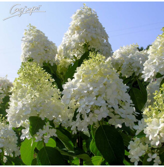 Гортензія волотиста 'Magical Moonlight' ®