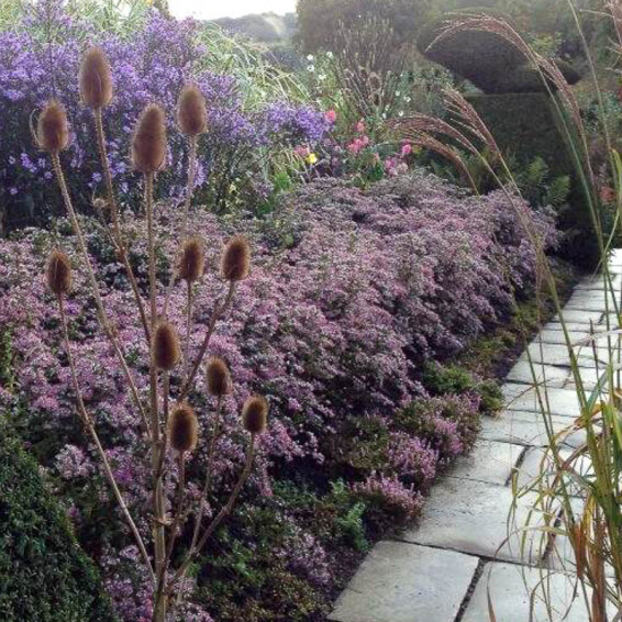 Айстра бококвіткова 'Horizontalis' - 7 Айстра бококвіткова 'Horizontalis' - 7