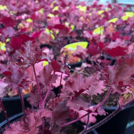 Гейхера дрібноквіткова 'Crimson Curls' - 4