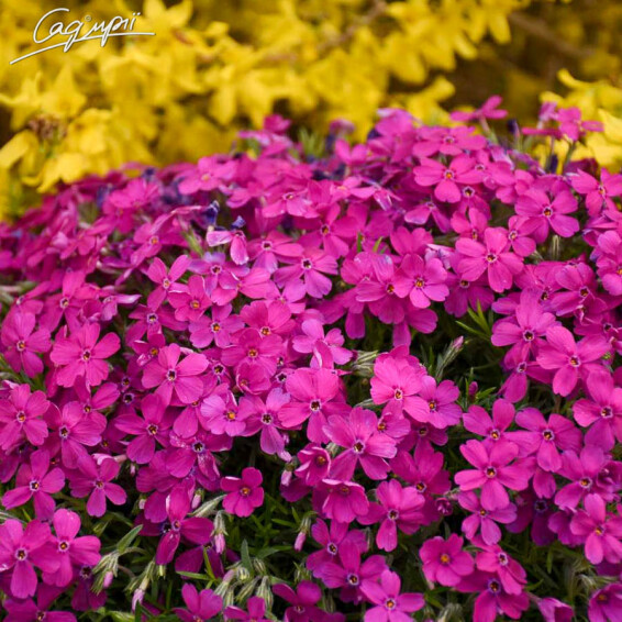 Флокс шилоподібний 'Scarlet Flame', p9 - - 3