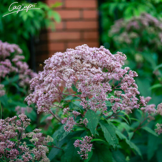 Сідач плямистий 'Riesenschirm', C3 - - 1