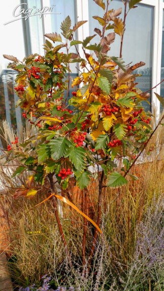 Горобина середня (скандинавська) #4, WRB MST 300-400 St. 1/2 - 2 Горобина середня (скандинавська) #4, WRB MST 300-400 St. 1/2 - 2