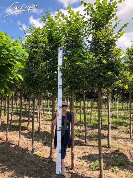 Липа сердцелистная 'Rancho' #9, WRB 30--35 450-500 St. 200 - 2