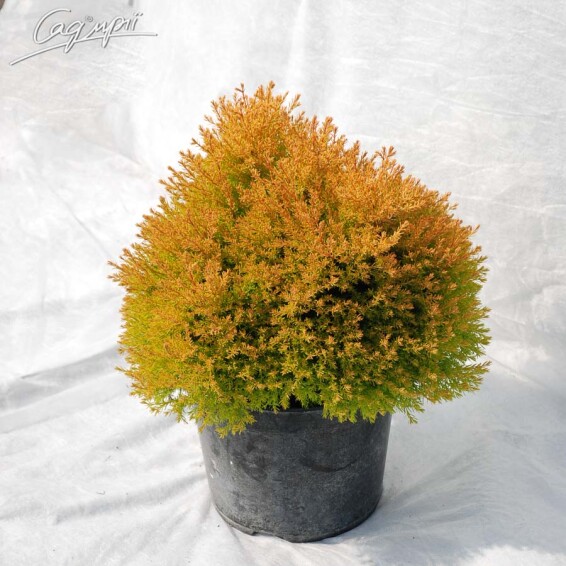 Туя західна 'Rheingold' - 1