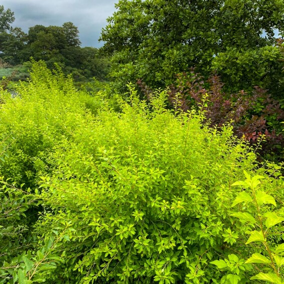 Пузыреплодник калинолистный 'Magical Raspberry Lemonade' - 2 Пузыреплодник калинолистный 'Magical Raspberry Lemonade' - 2