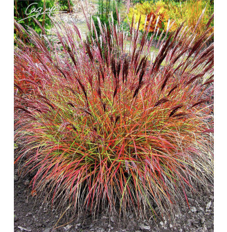 Мискантус китайский 'Red Chief'