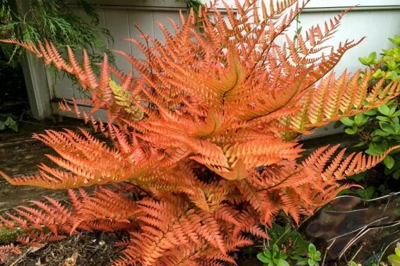 Щитник (папороть) червоносорусовий - 9