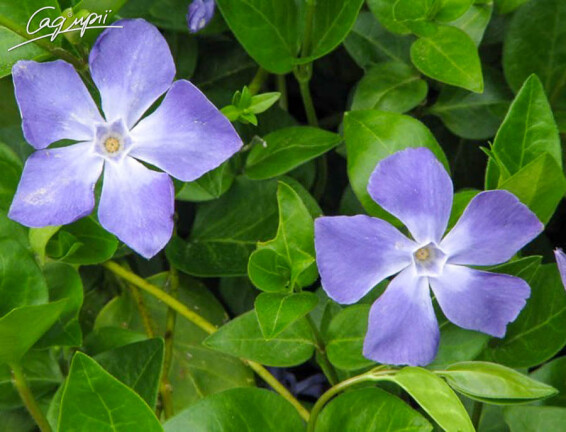 Барвінок малий - 1