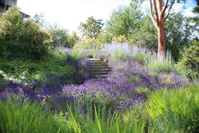 Перовския лебедолистная