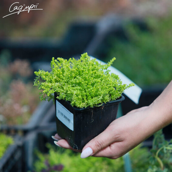 Очиток їдкий 'Aureum' - 4