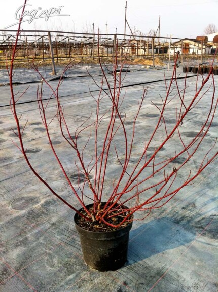 Дерен білий 'Elegantissima' - 4