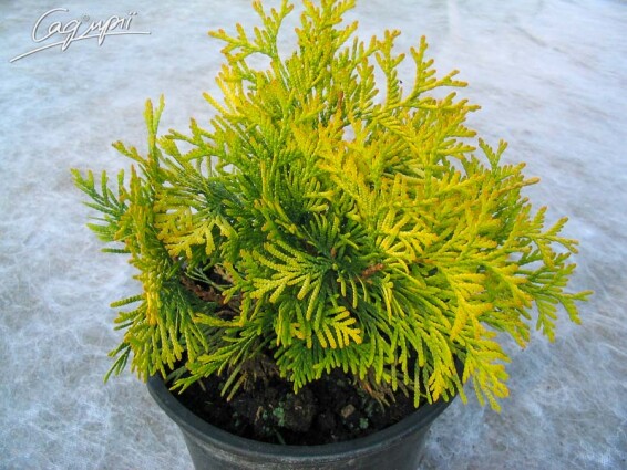 Туя западная 'Yellow Ribbon' - 3