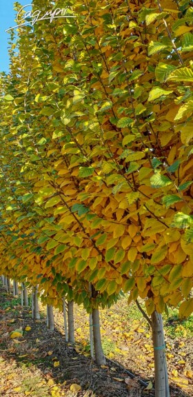 Граб обыкновенный 'Lucas' #4, WRB 10--12 400+ без штамбу - 1 Граб обыкновенный 'Lucas' #4, WRB 10--12 400+ без штамбу - 1