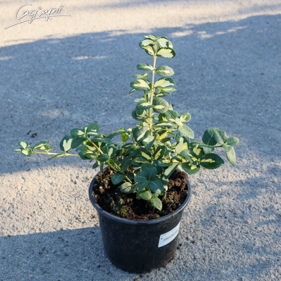 Бересклет форчуна 'Blondy' - 2